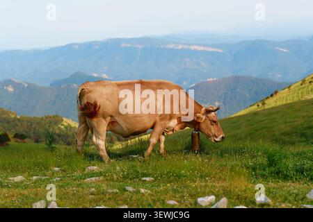 Une vue latérale pleine longueur d'une vache domestique brune portant une cloche de vache traditionnelle, pâturant sur une pente de montagne verte herbeuse et rocheuse avec une belle casserole Banque D'Images