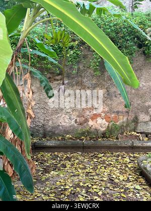 Cour paisible de l'Oratorio della Carità di San Pietro à Palerme, avec une architecture historique élégante et un jardin luxuriant et sauvage avec Mediter Banque D'Images