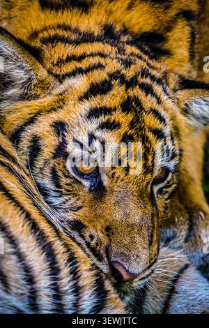 Un gros plan d'un jeune tigre du Bengale montre son visage, son oreille droite et sa fourrure rayée dans des tons d'orange, de noir et de blanc. Le petit est ambre Banque D'Images