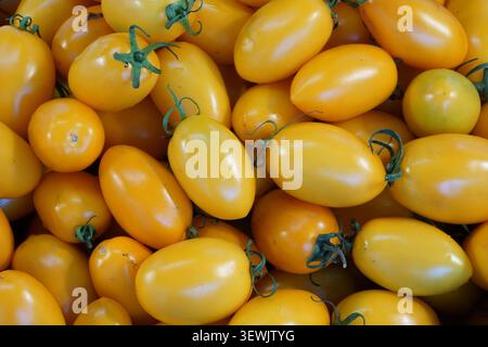 Un gros plan au-dessus de la tête révèle une pile dense de tomates jaunes mûres, dont la forme varie de tomates cerises rondes à des variétés de prunes allongées, avec Banque D'Images