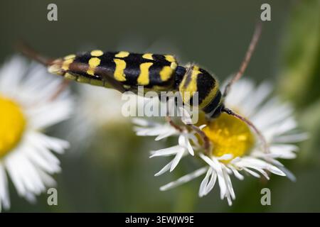 Macro photographie d'un coléoptère de guêpe sur une fleur Banque D'Images