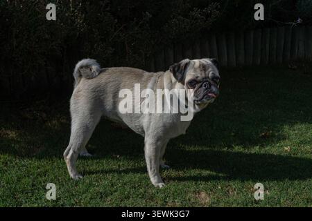Chien de carlin debout sur l'herbe verte dans la lumière du soleil du jardin Banque D'Images