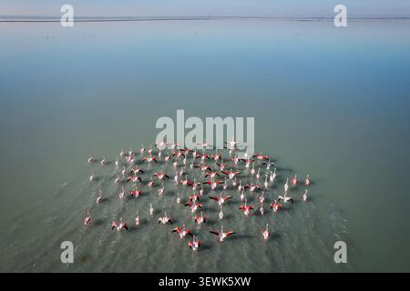 Une prise de vue aérienne à grand angle capture un grand troupeau de Flamingos à différentes étapes de leur envol depuis les eaux calmes et peu profondes d'un lac salé Banque D'Images