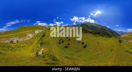 Vue panoramique à 360° de Panorama sphérique complet du paysage de montagne vert vibrant au Kirghizistan. Le troupeau de vaches pèle paisiblement sur des pentes herbeuses sous un ciel bleu vif.