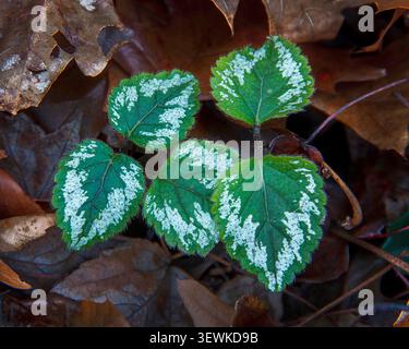 De petites feuilles panachées en forme de cœur avec des marques blanches reposent sur un lit de litière de feuilles de chêne brun, mettant en valeur le contraste, la texture et la délicate floo forestière Banque D'Images