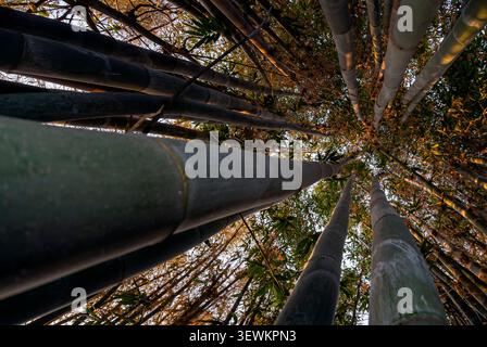 Vue sur la forêt de bambous. Amatlán, Morelos, Mexique Banque D'Images
