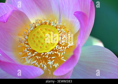 Plan macro extrême regardant vers le bas au centre d'une fleur de lotus rose, montrant sa gousse jaune vif et ses étamines blanches. Banque D'Images