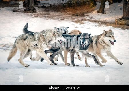 Wolf Pack jouant dans la neige, Montana Banque D'Images