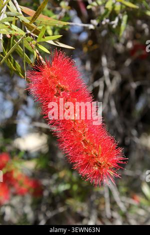 Gros plan vertical d'une épine de fleur rouge éclatante en forme de biberon sur une branche australienne de Callistemon Banque D'Images