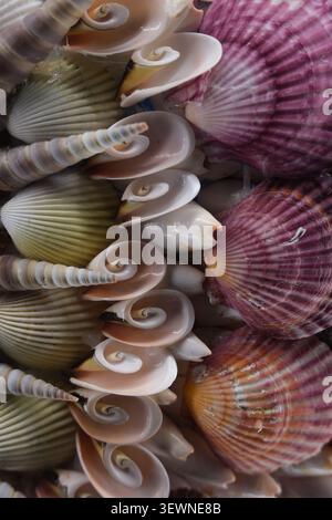 Gros plan de coquillages colorés avec des formes en spirale et des textures rayées, créant un fond décoratif naturel Banque D'Images