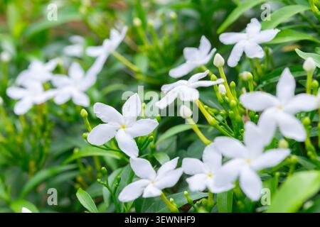 Fleurs de jasmin blanc fleurissant parmi les feuilles vertes luxuriantes avec des bourgeons frais créant une atmosphère de jardin paisible idéale pour la nature florale et botanique bac Banque D'Images
