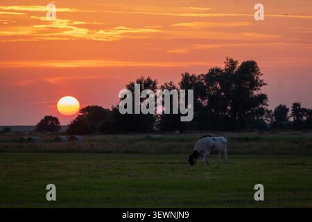 Vache laitière Holstein pâturant au spectaculaire coucher de soleil orange à Butjadingen avec des balles de foin rondes Banque D'Images