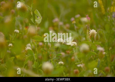 Papillon blanc reposant sur une fleur de trèfle blanc dans un pré d'été fleuri, entouré d'une végétation verte luxuriante, de fleurs sauvages légèrement floues, et wa Banque D'Images