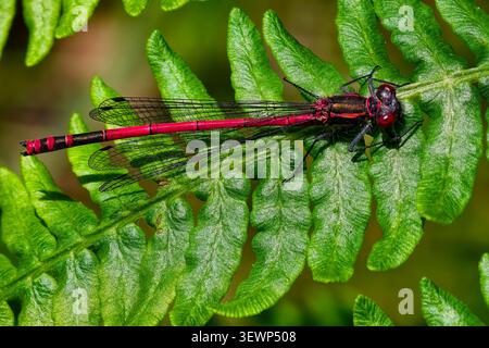 Grande Libellule Pyrrhosoma nymphula (rouge) Banque D'Images