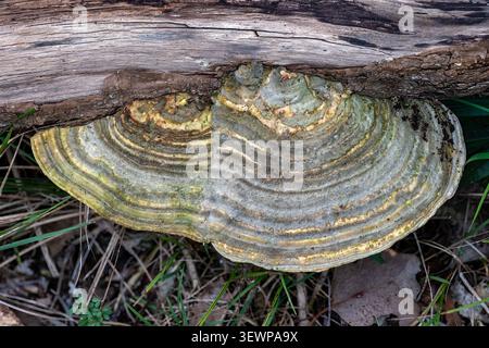 Trametes versicolor, Turkey-tail, Bunjil Reserve, Panton Hill, Victoria, Australie Banque D'Images