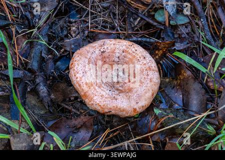 Lactarius deliciosus, Saffron Milk Cap, Bunjil Reserve, Panton Hill, Victoria, Australie Banque D'Images