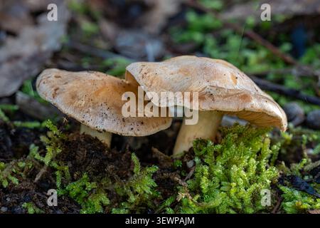 Lactarius deliciosus, Saffron Milk Cap, Boomer's Reserve, Panton Hill, Victoria, Australie Banque D'Images