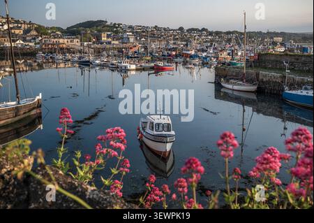 Les fleurs de valériane rose vif encadrent une vue tranquille sur les bateaux de pêche amarrés dans les eaux calmes du port de Newlyn à Cornwall, en Angleterre, par un matin clair. Banque D'Images