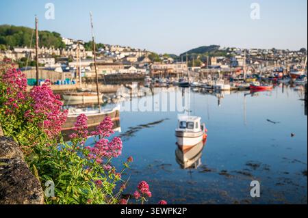 Les fleurs de valériane rose vif encadrent une vue tranquille sur les bateaux de pêche amarrés dans les eaux calmes du port de Newlyn à Cornwall, en Angleterre, par un matin clair. Banque D'Images