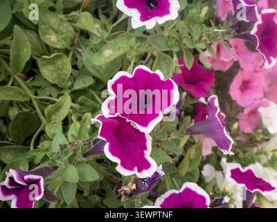 Fleurs de pétunia fleurissant avec des pétales magenta vifs et des bords blancs distinctifs dans un jardin Banque D'Images