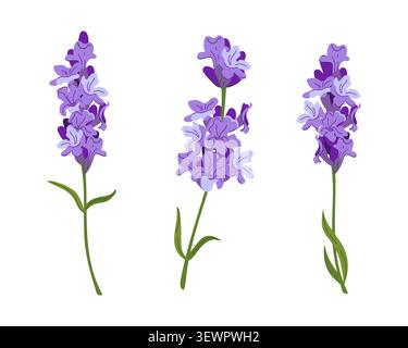 Ensemble de vecteurs lavande. Fleurs parfumées dans un style rustique. Clipart pour cosmétiques, parfums et textiles en Provence. Illustration plate de Lavandula sur Illustration de Vecteur