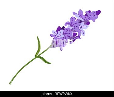 Illustration vectorielle de lavande. Fleurs de lavandin violettes sur un fond blanc. Lavandula dans un style plat. Plante aromatique fraîche pour l'huile essentielle produc Illustration de Vecteur