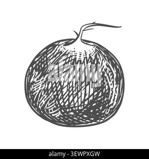 Une racine de radis couchée sur une table. Illustration vectorielle du légume dans un style de gravure. Le croquis représente une racine entière avec des feuilles coupées sur un W. Illustration de Vecteur