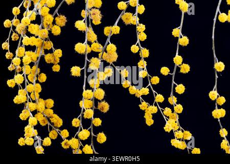 Mimosa horizontal macro gros plan de branches de peluches d'acacia dealbata jaune vif suspendues sur fond noir foncé Banque D'Images