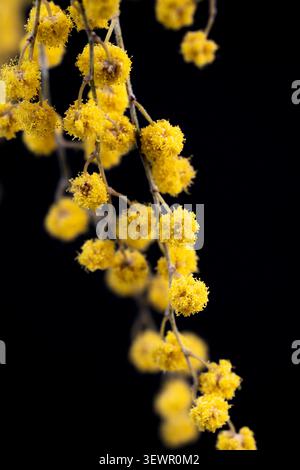 Mimosa vertical macro gros plan de boules de peluche jaune vif acacia dealbata suspendues sur fond noir foncé Banque D'Images