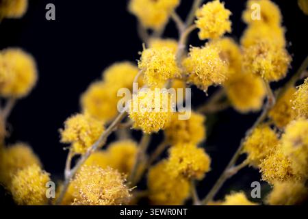 Plan de mise au point sélective macro horizontale Mimosa de boules de peluche jaune vif acacia dealbata sur fond noir foncé Banque D'Images