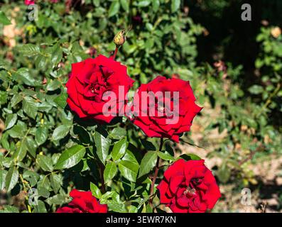 Les bourgeons luxuriants de roses cramoisies fleurissent sur un buisson dans le jardin. Les pétales rouge vif contrastent avec le feuillage vert riche sous la lumière vive du soleil. Une belle s Banque D'Images