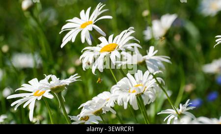 Fleurs de Marguerite de bœuf en fleurs dans un pré ensoleillé d'été avec de minuscules insectes volants autour des fleurs. Pétales blancs frais, fond vert doux et natu Banque D'Images