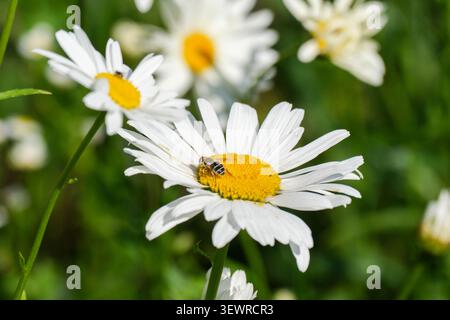Gros plan d'une abeille collectant du pollen sur une marguerite de bœuf en fleurs dans un pré ensoleillé d'été. Pétales blancs, centre floral jaune vif et vert doux Banque D'Images