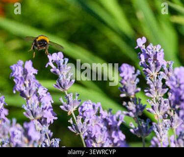 Bourdon volant approchant des fleurs de lavande en fleurs dans un jardin d'été ensoleillé. Pollinisation en action, biodiversité, faune, herbes aromatiques, sustai Banque D'Images