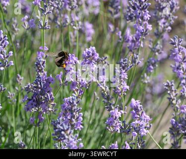 Gros plan d'un bourdon recueillant du nectar et du pollen de fleurs de lavande en fleurs dans un jardin d'été. Pollinisation, biodiversité, faune, aromatique Banque D'Images