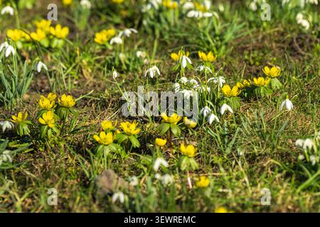 Fleurs de goutte de neige et aconites jaunes d'hiver Banque D'Images