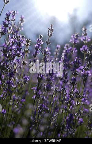 Plantes de lavande aux fleurs violettes debout, baignées de soleil doré, créant une scène belle et aromatique dans un jardin naturel et tranquille Banque D'Images
