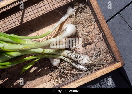 Oignons de printemps fraîchement cueillis dans une caisse en bois. Développez votre propre concept. Banque D'Images