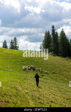 Homme marchant vers les moutons dans Carpathian Meadow. Vue arrière d'un homme marchant à travers un pâturage de montagne herbeux vers un troupeau de moutons sur une colline verdoyante Banque D'Images