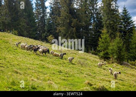Moutons qui paissent sur le pâturage des Carpates Hillside. Troupeau de moutons broutant à travers un pâturage verdoyant à flanc de colline dans les Carpates ukrainiennes, avec de jeunes épinettes Banque D'Images