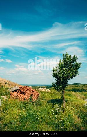 Cerisier solitaire dans un paysage de campagne ensoleillé avec ciel bleu et pile de tuiles de toit en terre cuite, foyer sélectif Banque D'Images