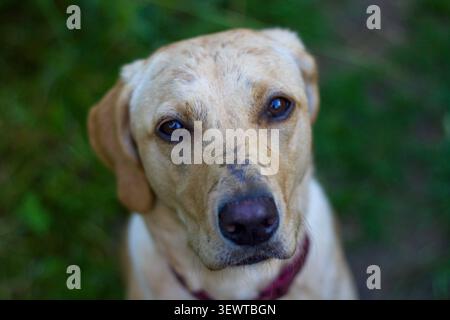 un labrador retriever regardant la caméra avec des yeux vigilants et un fond sombre à l'extérieur. il y a des gouttes de pluie sur leur nez. Banque D'Images