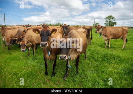Un troupeau de jeunes vaches laitières marron Jersey avec des étiquettes d'oreille et des colliers de cou se tiennent curieusement dans une grande herbe verte sur une ferme sous un ciel bleu vif avec Banque D'Images
