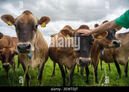 Plusieurs curieux Jersey Dairy vaches avec des étiquettes d'oreille se tiennent près de la caméra dans un pâturage herbeux tandis qu'une personne caresse doucement l'un des animaux. Cornwall Banque D'Images
