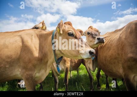Plusieurs vaches laitières Jersey brun clair se tiennent proches les unes des autres posant dans un pâturage herbeux sous un ciel lumineux avec des nuages blancs dans une ferme à Cornwall Unite Banque D'Images