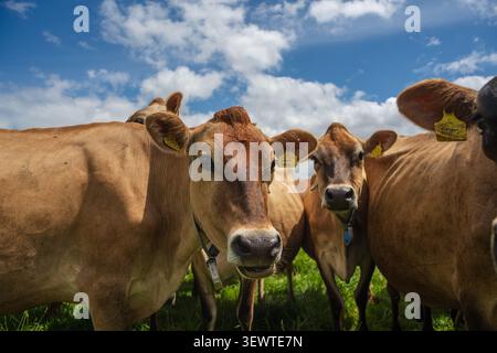 Un groupe de vaches laitières marron Jersey regardant directement la caméra tout en se tenant dans un pâturage vert vif sous un ciel nuageux bleu et blanc, Cornwall, Banque D'Images