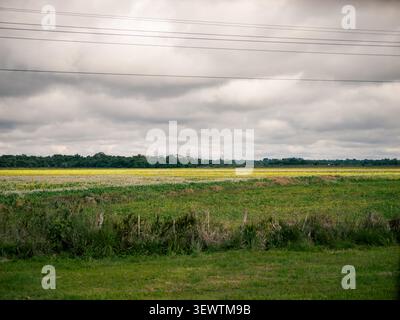 Le ciel couvert couvre l'horizon. De larges champs jaunes et verts s'étendent sur toute la terre. Des lignes électriques traversent la scène. L'herbe luxuriante borde le premier plan. Banque D'Images