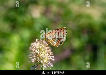 Heath Fritillary papillon Melitaea athalia près du village espagnol de Horta St Joan Espagne orientale Banque D'Images