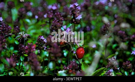 Gros plan d'une seule petite fraise sauvage rouge poussant dans un champ de fleurs violettes vibrantes et de végétation forestière verte. Banque D'Images