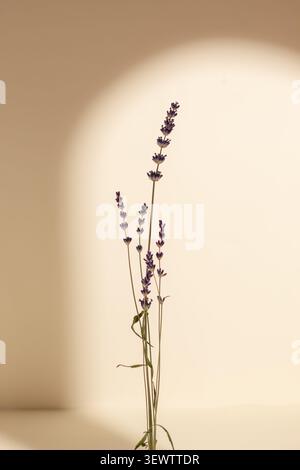 Élégante composition minimaliste avec une tige de lavande éclairée par un projecteur circulaire, créant une atmosphère sereine avec une ombre dramatique Banque D'Images